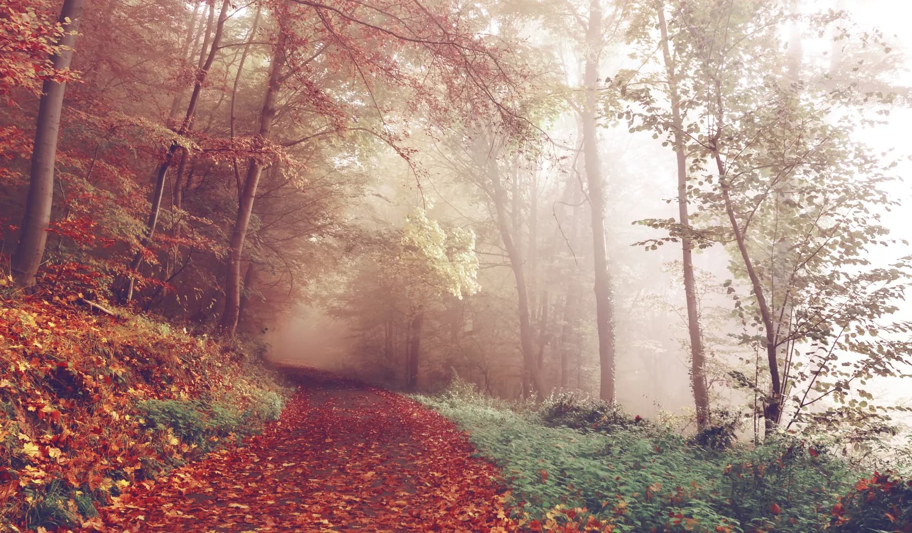 A quiet path through misty autumn woodland